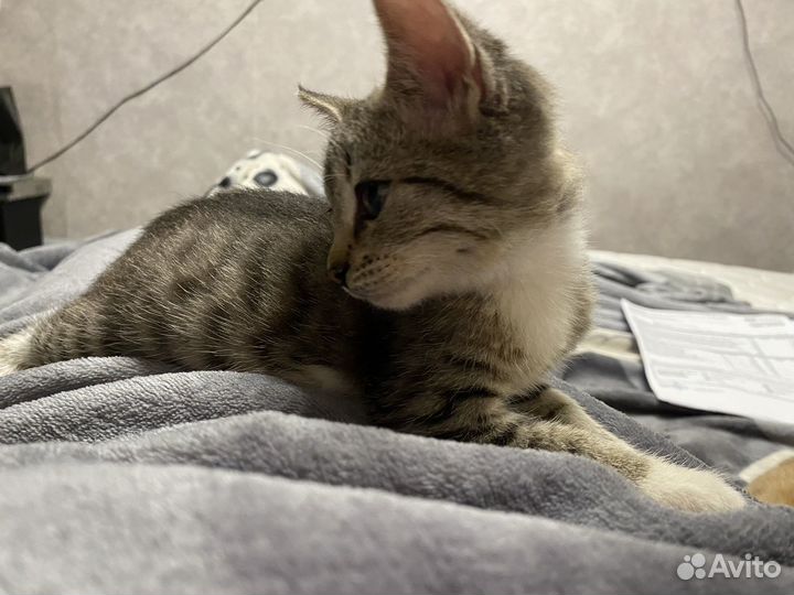 Отдадим котят в дар