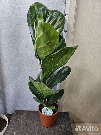 Фикус Лирата Колумнарис 17/80+