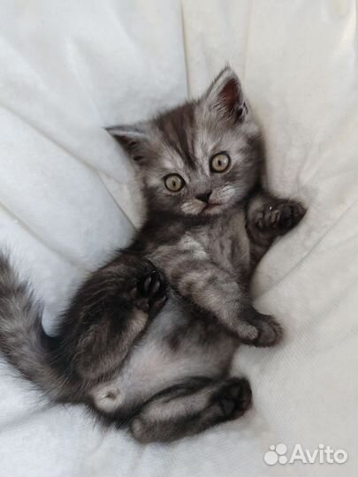 Шотландский котик