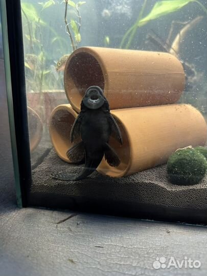 Сом анциструс