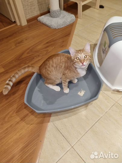 Кошачий туалет домик угловой
