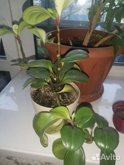 Дендробиум