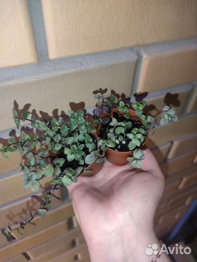 Каллизия repens и pink lady