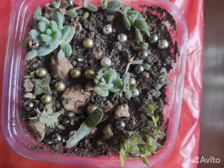 Суккуленты