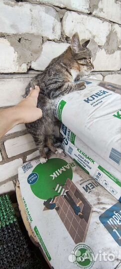 Котенок мальчик