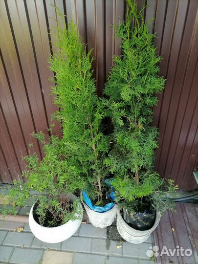 Туя смарагд