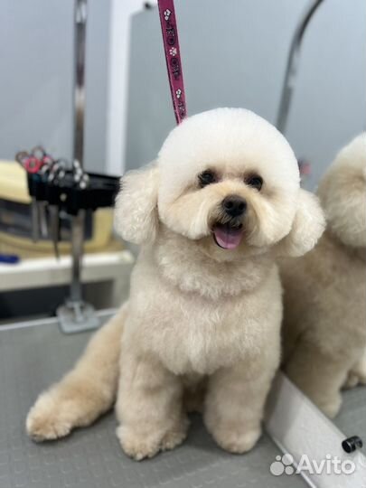 Стрижка собак