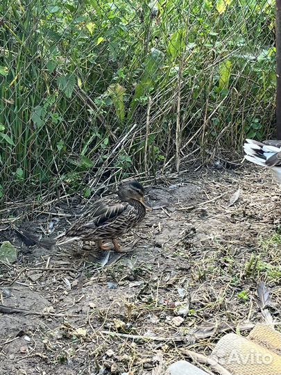 Гусак племенной с дикой уткой