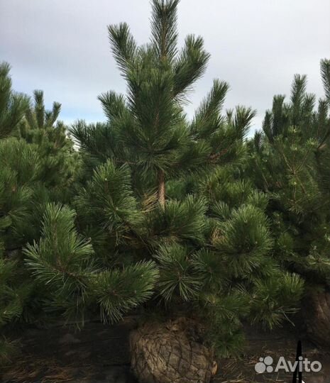Сосна черная оптом