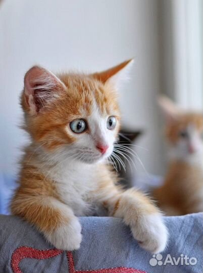 Котятки-малыши ищут семью