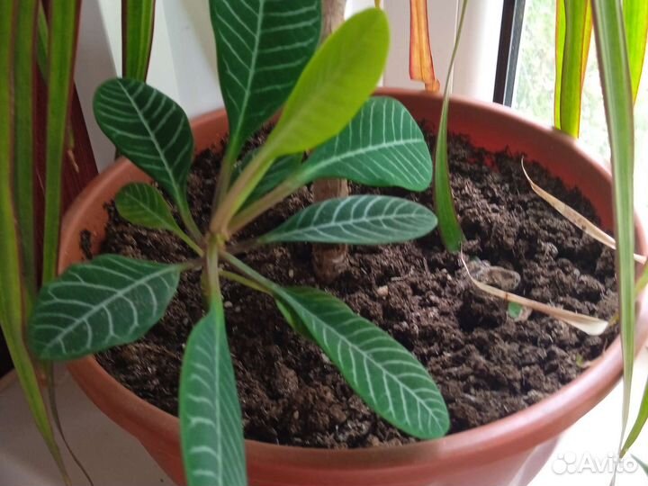 Традесканция покрывальчатая