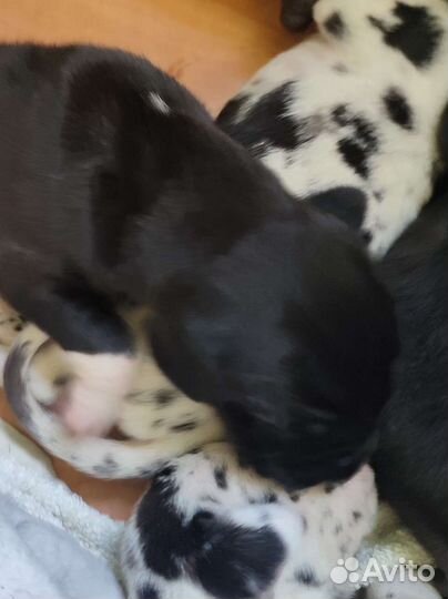 Немецкий дог