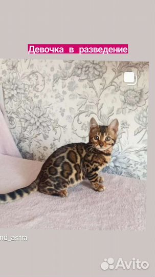 Бенгальский котёнок