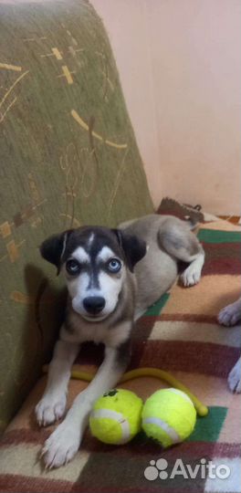 Бесподобный малыш ищет семью