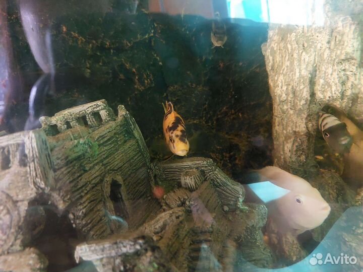 Аквариумные рыбы