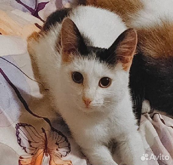 Котик (хороший)