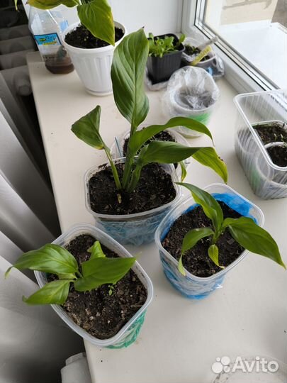 Спатифиллум женское счастье