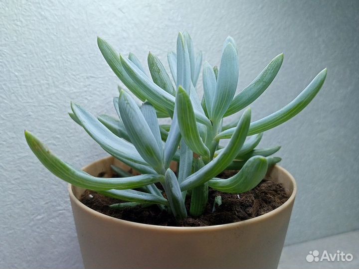 Крестовник, суккулент