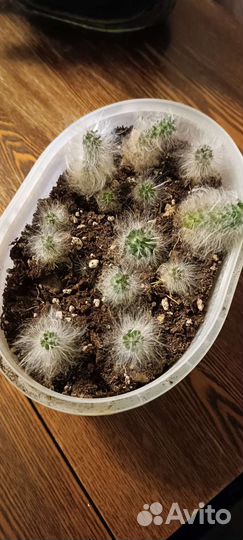 Кактус эспостоа (пушистый)