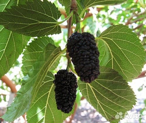 Шелковица - вкуснейшая ягода