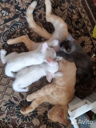 Котята в добрые руки