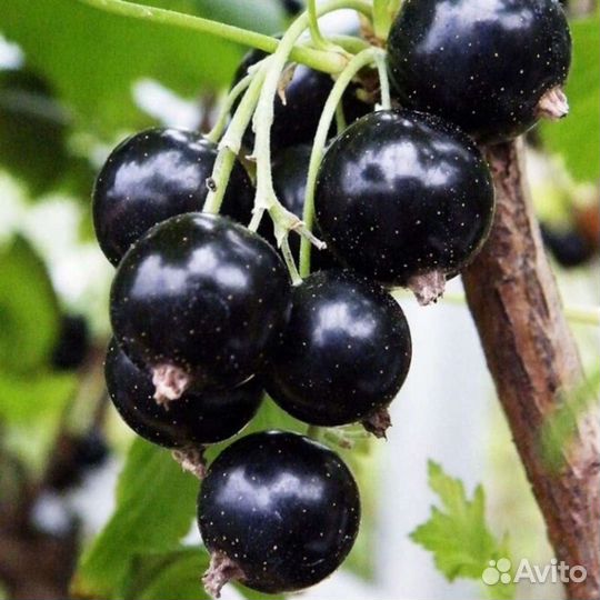 Саженцы смородины 