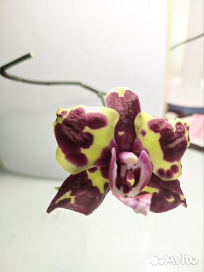 Орхидея фаленопсис Mainshow tabby cat 2.5