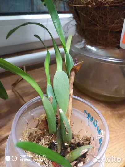 Орхидея Максиллярия Maxillaria variabilis