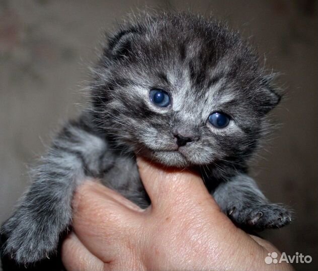 Котята шотландские