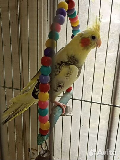 Попугай корелла птенец