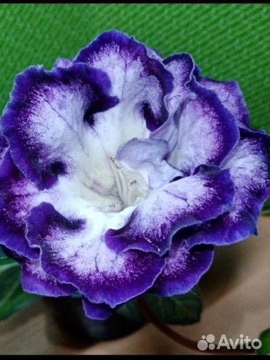 Глоксинии сортовые