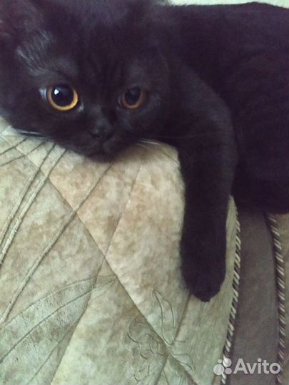 Шотландский кот вязка