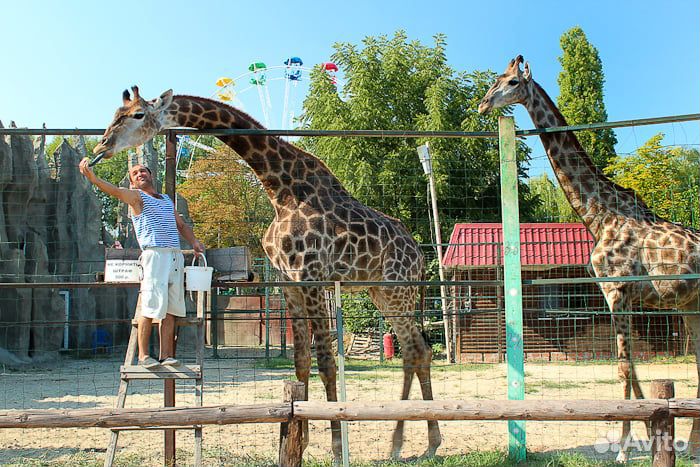 Сотрудник по уходу за животными (зоопарк )