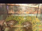 Черепахи красноухие с аквариумом объявление продам