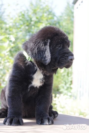 Девочки испанского мастифа