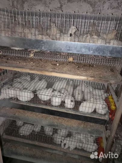 Техасские перепела