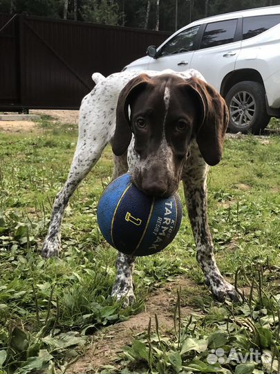 Курцхаар вязка