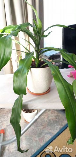 Комнатные цветы