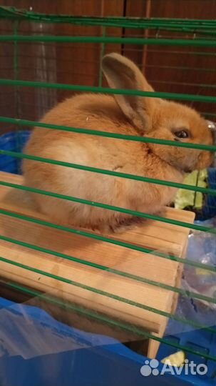 Декоративные кролики