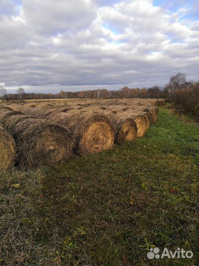 Сено солома в тюках