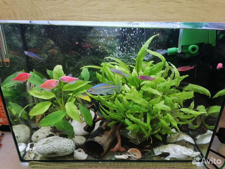 Аквариум с рыбами