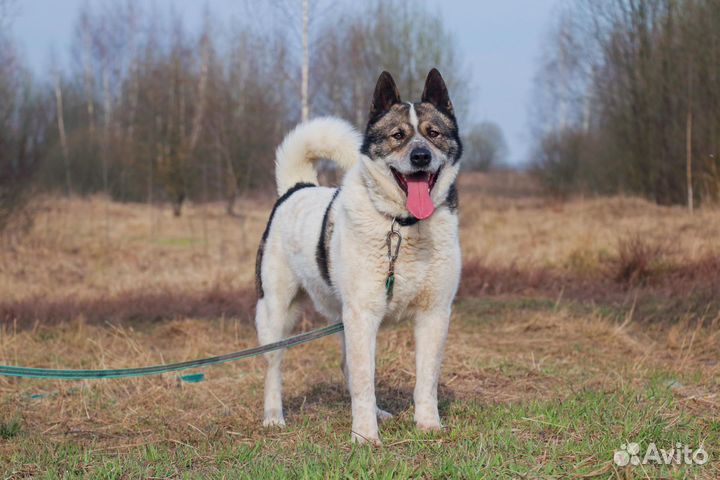 Алтай в Добрые Руки