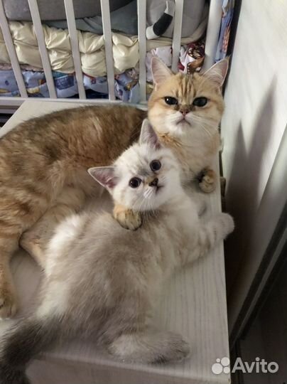 Британские котята