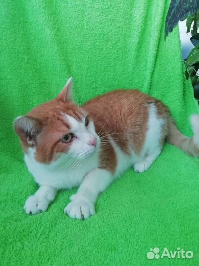 Замечательный кот Оскар