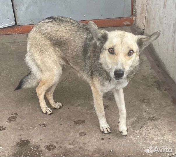 Помогите как можно скорее спасти собаку