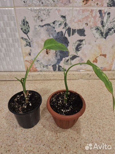 Цветы комнатные одна цена