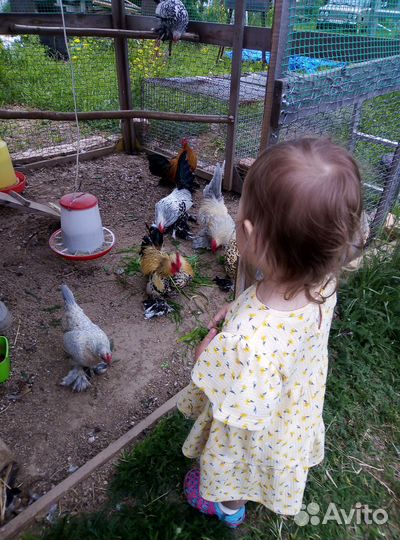 Мильфлер,падуан