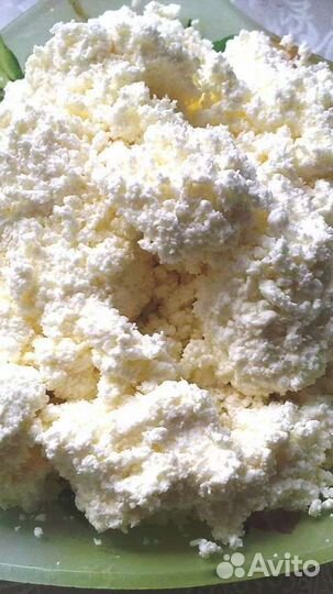 Творог оптом