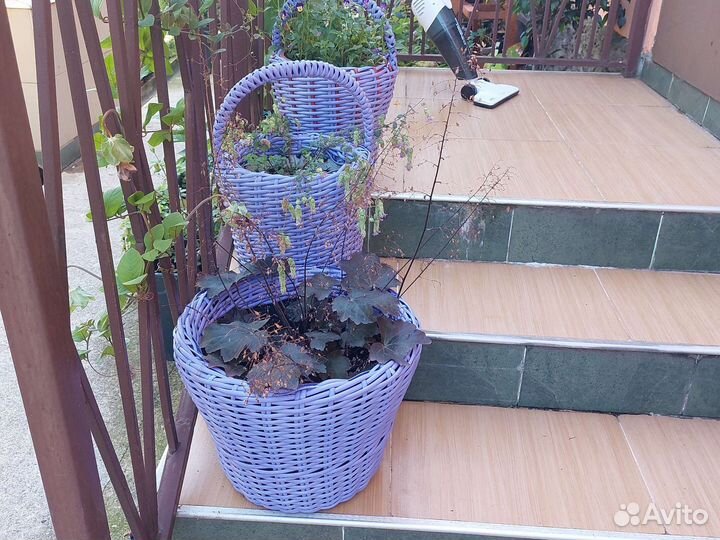 Кашпо, горшки, растения