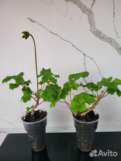 Пеларгонии редкие